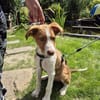 Struppy sucht sein Zuhause