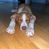 Struppy sucht sein Zuhause