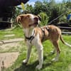 Struppy sucht sein Zuhause