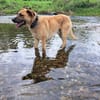 Dasty wartet auf Pflegestelle in HH!