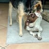 Minou, zarte Seele, ca. 2J in 40764