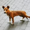 Chips, verspielter Welpe