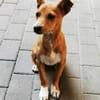 Chips, verspielter Welpe