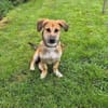 Taavi sucht sein Zuhause