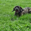 Ulli - sucht Paten