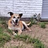 Kurt - Hundeopi sucht Gnadenplatz