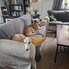 Kurt - Hundeopi sucht Gnadenplatz