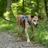 Kurt - Hundeopi sucht Gnadenplatz