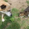 Kurt - Hundeopi sucht Gnadenplatz