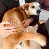 Kurt - Hundeopi sucht Gnadenplatz