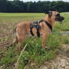 Liebenswerter Buddy