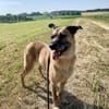 Liebenswerter Buddy