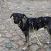 Junghund MORITZ sucht sein Zuhause!