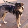 Junghund MORITZ sucht sein Zuhause!