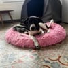 Ricky sucht sein Zuhause