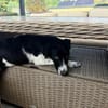Ricky sucht sein Zuhause