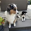 Ricky sucht sein Zuhause