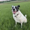 Smilla sucht ein neues Zuhause