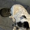 Smilla sucht ein neues Zuhause
