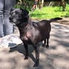 Kleine, alte Sonia sucht Zuhause!  49434