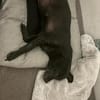 Kleine, alte Sonia sucht Zuhause!  49434