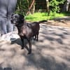 Kleine, alte Sonia sucht Zuhause!  49434
