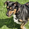 YANA - sucht liebevolles Zuhause