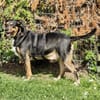 YANA - sucht liebevolles Zuhause