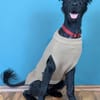 Der süße, kleine Hütehundmix Grisu