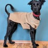 Der süße, kleine Hütehundmix Grisu
