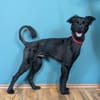 Der süße, kleine Hütehundmix Grisu
