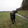 COON - eigenwilliger Strobel sucht Paten