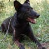Schäferhündin Garica (Blacky)