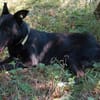 Schäferhündin Garica (Blacky)