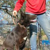 Schäferhündin Garica (Blacky)