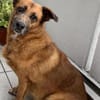 Freundliche Hündin AIKA sucht Zuhause!