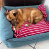 Freundliche Hündin AIKA sucht Zuhause!