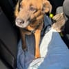 Freundliche Hündin AIKA sucht Zuhause!