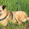 Terry, der Handicap-Schmusebär
