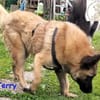 Terry, der Handicap-Schmusebär