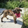 Kleine Hündin Fritzi