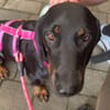 💕Wilma💕 sucht ihre Menschen