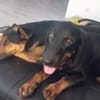 💕Wilma💕 sucht ihre Menschen