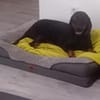 💕Wilma💕 sucht ihre Menschen