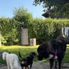 Timon, verschmuster Dackel-Mix Rüde, 1J