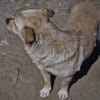 Kleine Liebe Tissa sucht ihre Familie