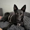 Naomi wartet auf ihrer Pflegestelle!