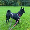Naomi wartet auf ihrer Pflegestelle!