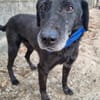 Traumhund Eric