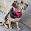 Sanfte Wuschelmaus Cleo
